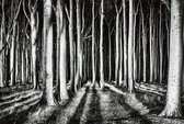 Fotobehang - Ghost Forest 384x260cm - Vliesbehang