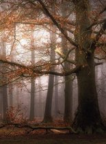 Wizard+Genius Foggy Autumn Forest Vlies Fotobehang 192x260cm 4-banen