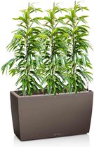 Ficus Amstel King in watergevende Cararo taupe | Rubberboom