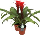 Breasy Bromelia Hope Red Growers | tropisch bloeiende kamerplant| 2 stuks | Ø12cm |  35-50 cm