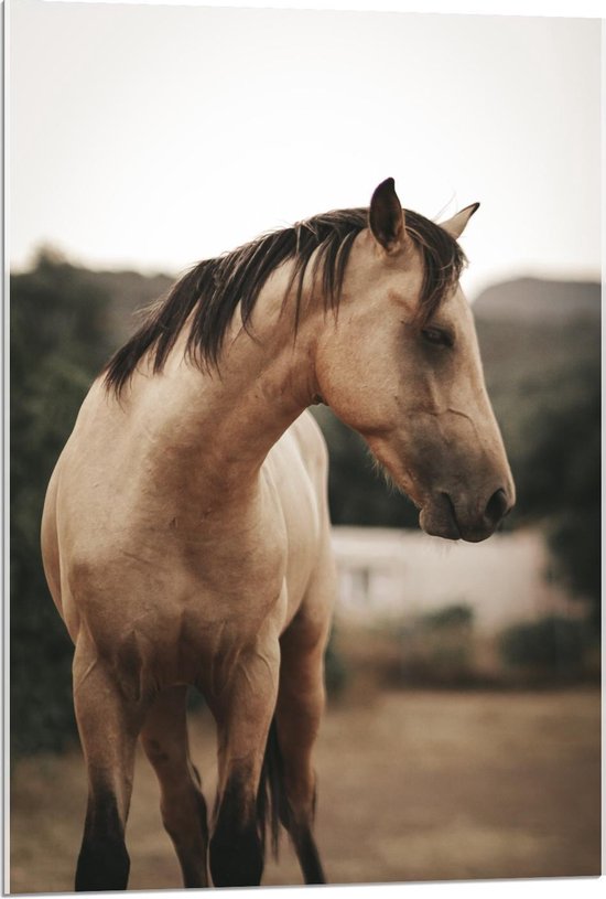Acrylglas - Beige Paard met Donkere Manen - 60x90cm Foto op Acrylglas (Met Ophangsysteem)