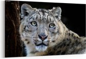 Schilderij - Snow leopard — 90x60 cm