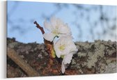 Schilderij - Wit bloemetje — 90x60 cm