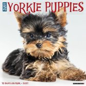 Yorkshire Terrier Puppies Kalender 2021