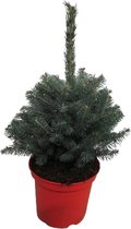 Pannebakker Plants BV - Picea - 35 Cm - Ø 23 - 1 Stuks