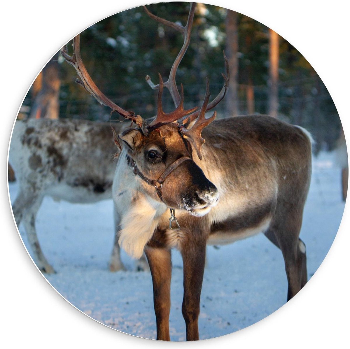 KuijsFotoprint Forex Wandcirkel - Rendier in de Sneeuw - 60x60cm Foto op Wandcirkel (met ophangsysteem) Groen