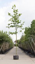 Platanenboom Platanus hispanica h 550 cm st. omtrek 19 cm