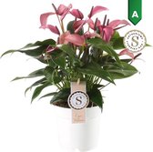 Hellogreen Kamerplant - Anthurium Zizou - 45 cm