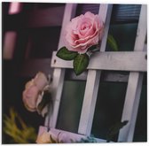Dibond - Roze Rozen in Rek - 50x50cm Foto op Aluminium (Met Ophangsysteem)
