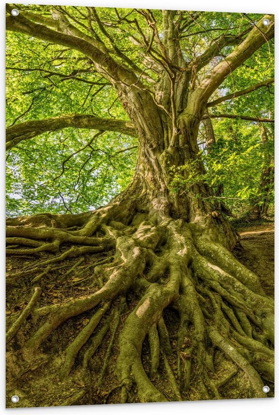 Tuinposter – Wortels van Boom in het Bos - 80x120cm Foto op Tuinposter  (wanddecoratie voor buiten en binnen)