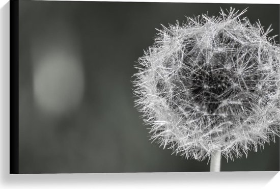 Canvas - Paardenbloem in zwart/wit - Foto op Canvas Schilderij (Wanddecoratie op Canvas)