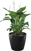 Spathiphyllum in watergevende Classico zwart | Lepelplant