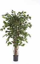 Schefflera Arboricola vertakt | Vingersplant