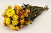 Droogbloemen Bos Helichrysum - Geel