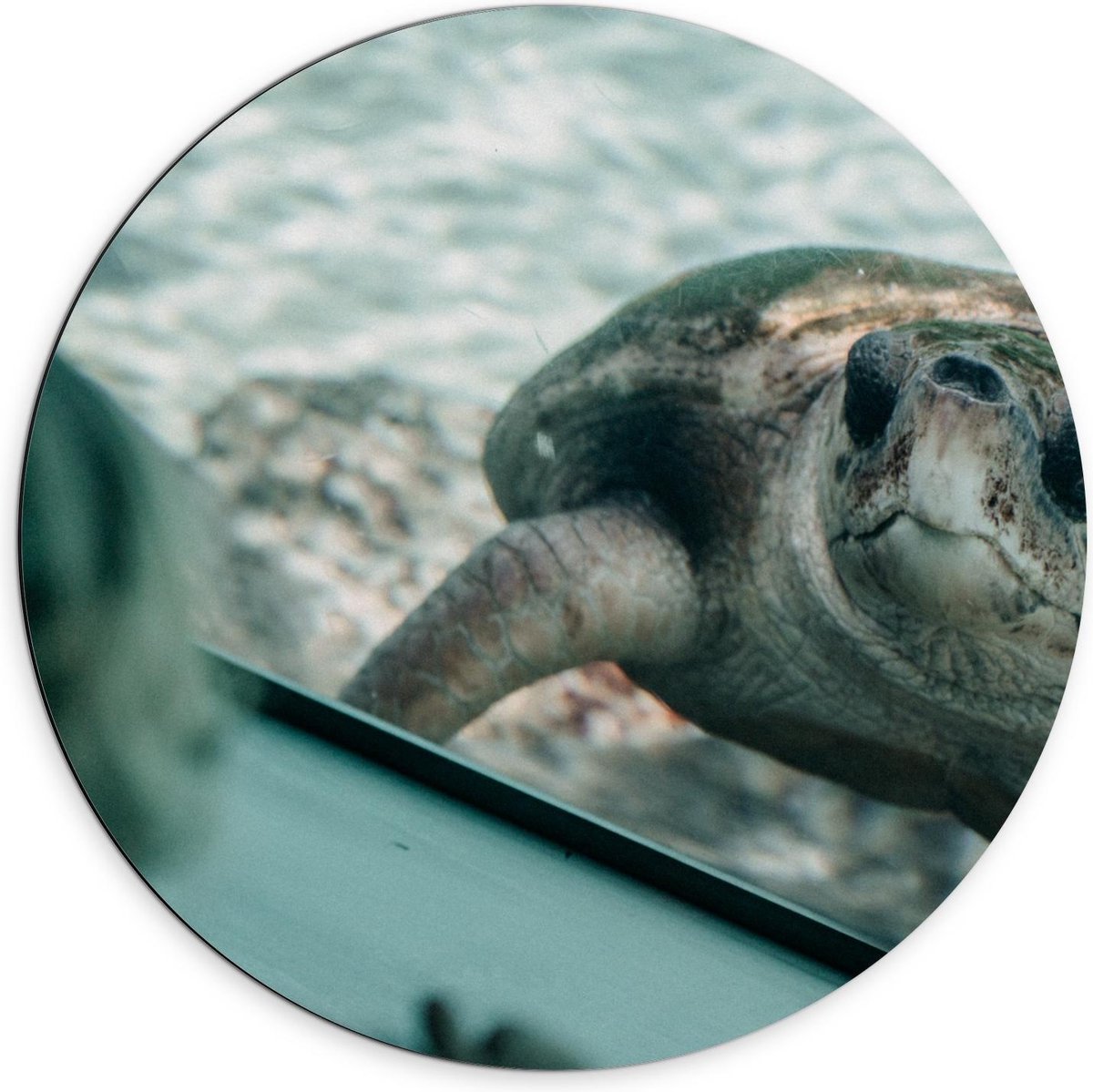 Dibond Wandcirkel - Schildpad in Aquarium - 70x70cm Foto op Aluminium Wandcirkel (met ophangsysteem)