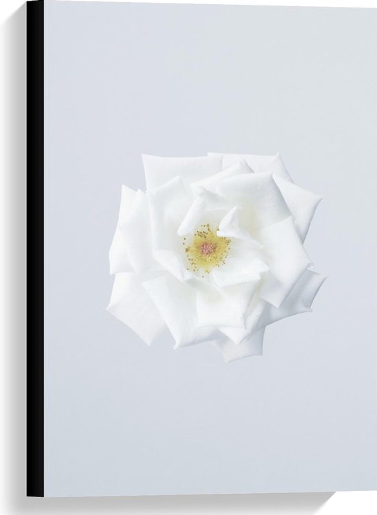 Canvas  - Mooie Witte Bloem met Witte Achtergrond - 40x60cm Foto op Canvas Schilderij (Wanddecoratie op Canvas)