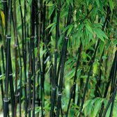 Phyllostachys 'Nigra' - Bamboe zwart - ↑ 100-150cm - Ø 21cm