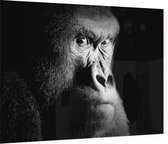 Silverback gorilla op zwarte achtergrond - Foto op Plexiglas - 60 x 40 cm