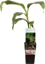 Musa Basjoo - Bananenboom groen - Set van 2 - ↑ 40-75cm - Ø 14cm