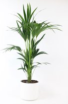 Howea Forsteriana - Kentiapalm - Inclusief ELHO Pot Soft in Wit- ↑ 90-100cm - Ø 21cm