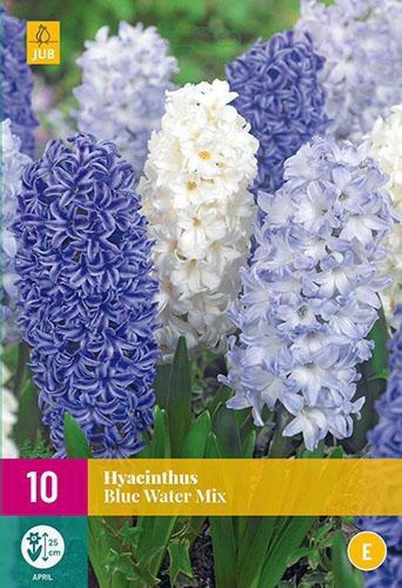 Jub Holland - bloembollen - Hyacint Blue Water Mix - maat 14/15 - 10 stuks