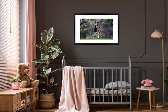 Okapi dans la prairie cadre photo noir avec passe-partout blanc 60x90