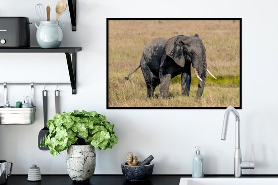 Cadre photo avec poster - Éléphant - Herbe - Animaux - Nature - 60x40 cm - Cadre poster