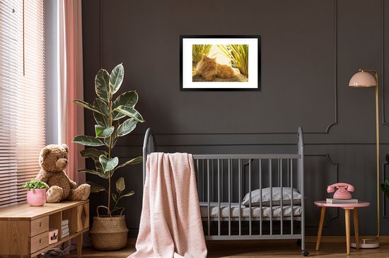 Photo en cadre - Cadre photo Chat persan parmi les plantes noir avec passe-partout blanc 60x40 cm - Affiche sous cadre (Décoration murale salon / chambre)