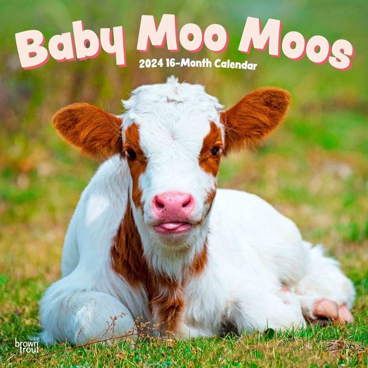 Baby Moo Moos Kalender 2024