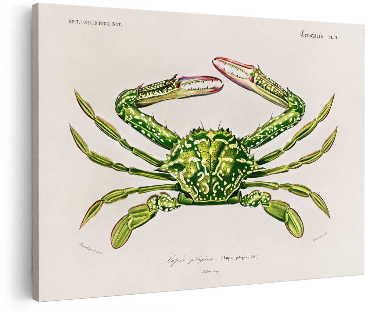 Artaza Canvas Schilderij Krab - 180x120 cm - Groot - Wanddecoratie Dieren - Muurdecoratie Vintage Illustratie - Decoratie Natuur - Groen