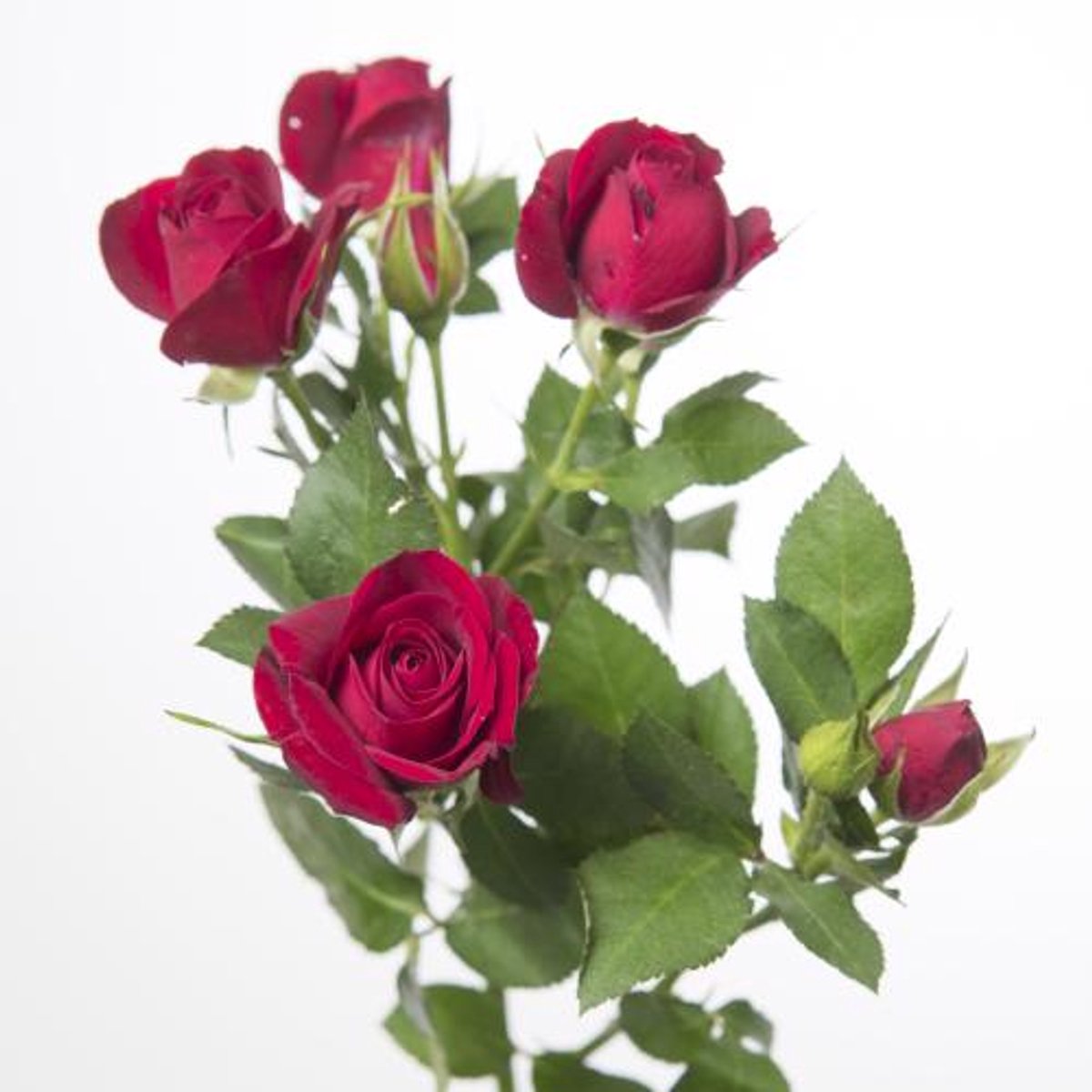 10x Rosa rubicon 40cm