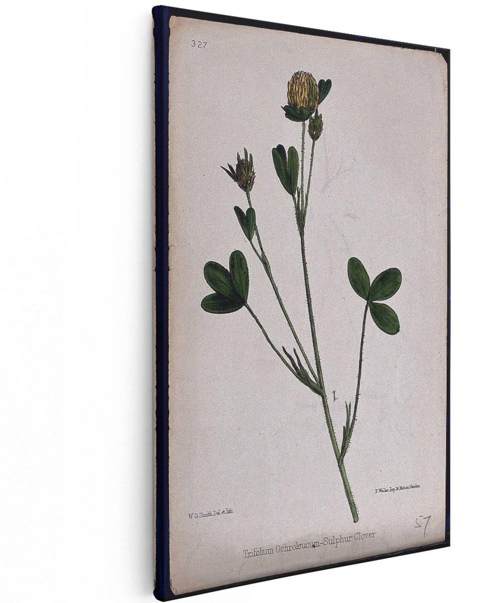 Artaza Canvas Schilderij Bloemen - 120x180 cm - Groot - Wanddecoratie Vintage Botanische Print - Muurdecoratie Klaver - Decoratie Woonkamer