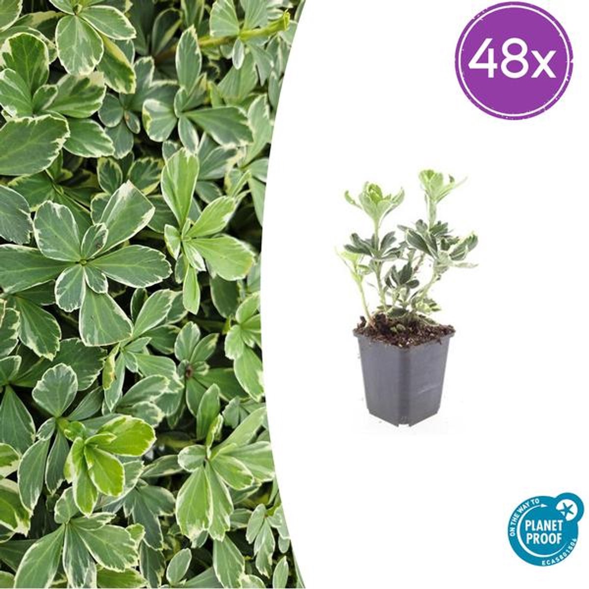 48x Pachysandra term. 'Variegata' - 10-25cm - Ø9cm
