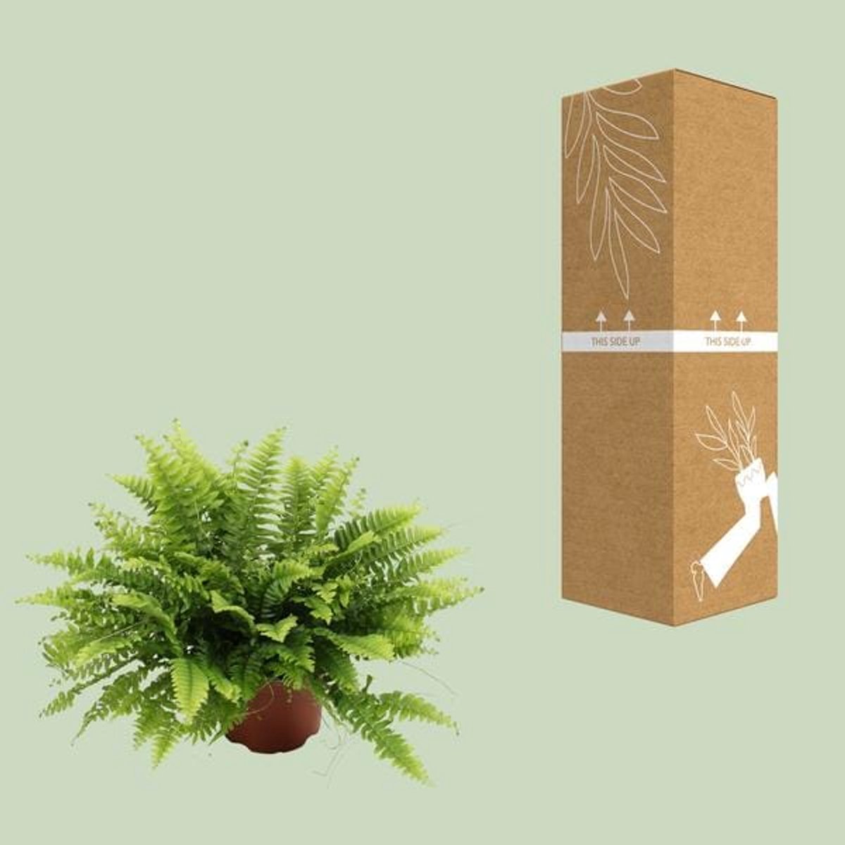 Nephrolepis Boston Green Moment - Ø12cm - 20cm