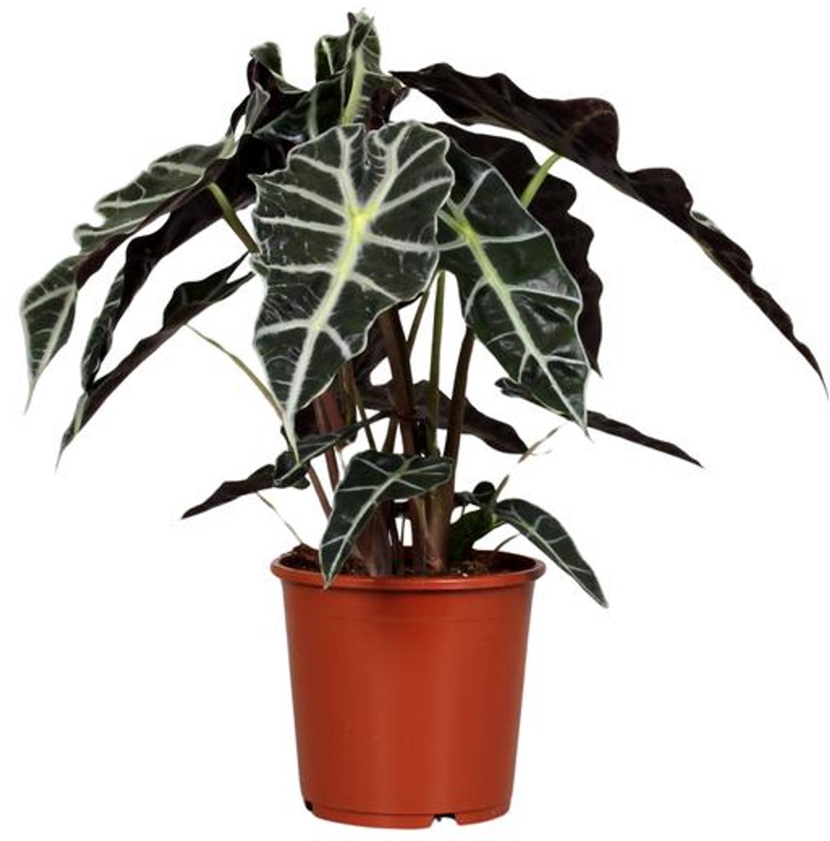Alocasia Polly - Ø17cm - 45cm