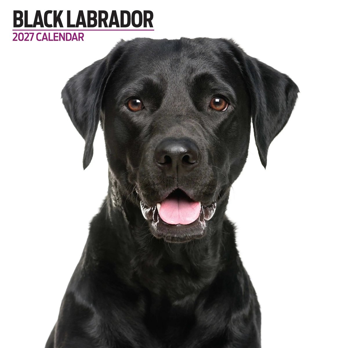 Labrador Retriever Zwart Modern Kalender 2027