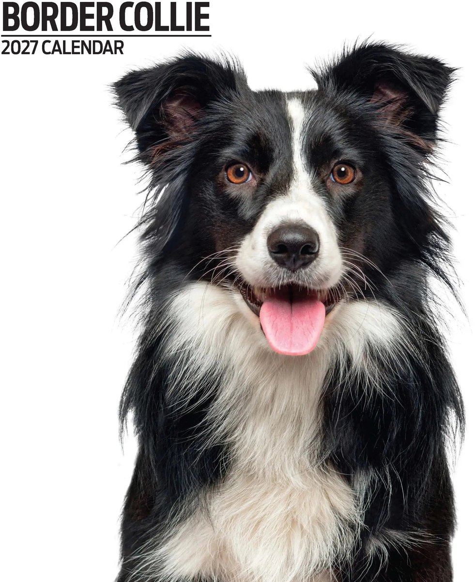 Border Collie Modern Kalender 2027