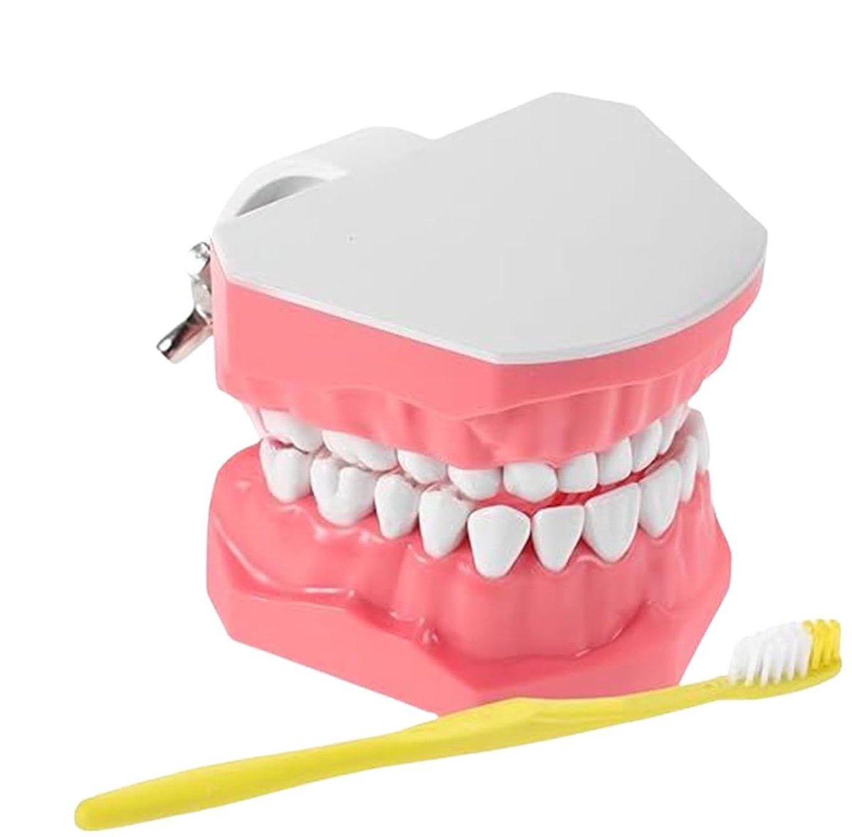 Tandmodel - Educatief hulpmiddel - Tandenpoetsen oefenen - Realistisch tandvlees - 97 x 61 cm - Wit