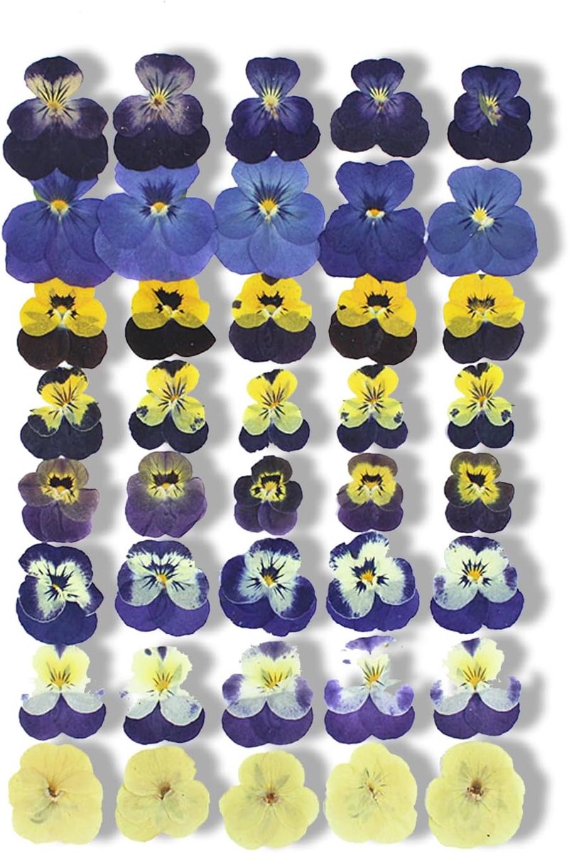 SnelShoppen - Lot van Veertig Eetbare Gedroogde Bloemen, Pensee Bloemen voor Taartdecoratie, Vier Ontwerpen – Voor Keuken, Verjaardagen en Feestelijke