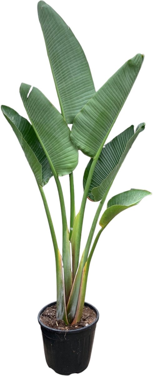 Bol.com Trendyplants - Strelitzia Augusta - Paradijsvogelbloem - Kamerplant - Hoogte 150-170 cm - Potmaat Ø28cm aanbieding