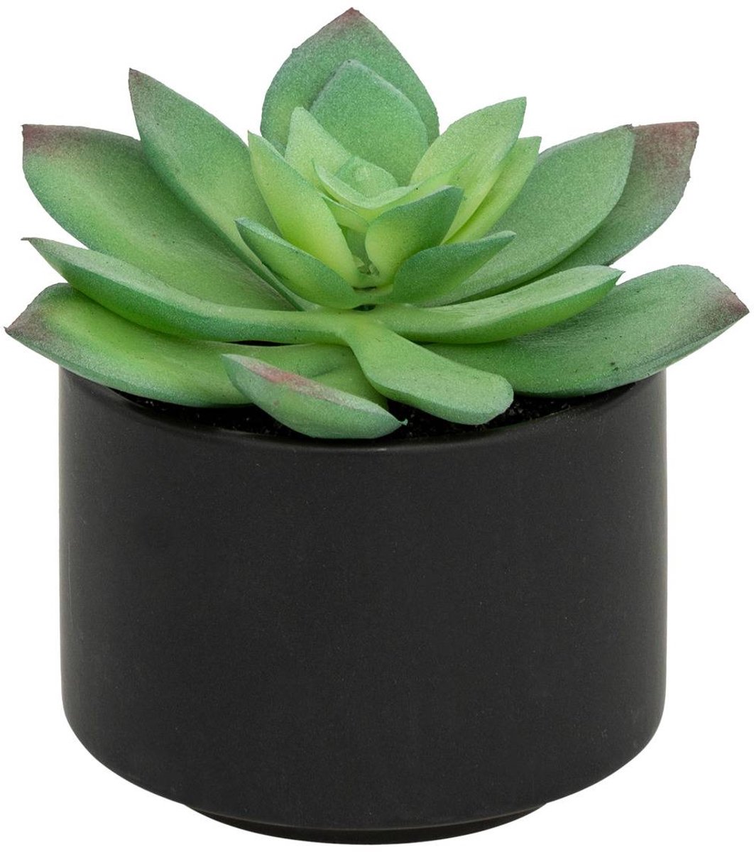Vetplant in pot ANDA