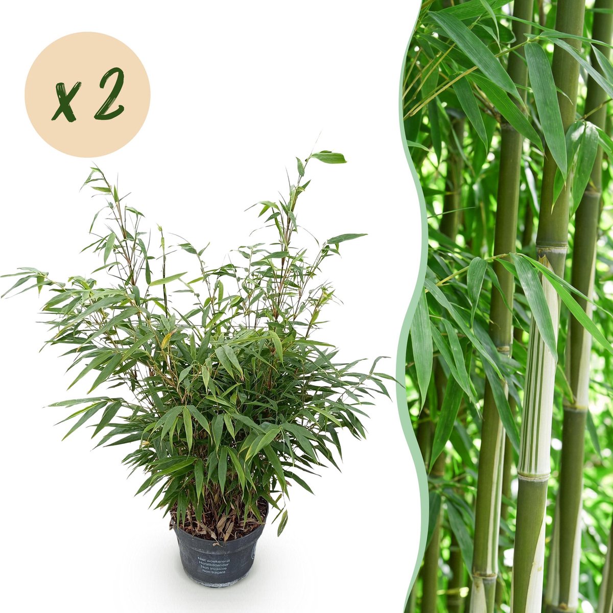 Plantenboetiek.nl | Fargesia robusta Pingwu - Niet Woekerende Bamboe - Bladhoudend - Groen - 2 Planten - Ø23cm - 70-80cm hoog - Tuinplant