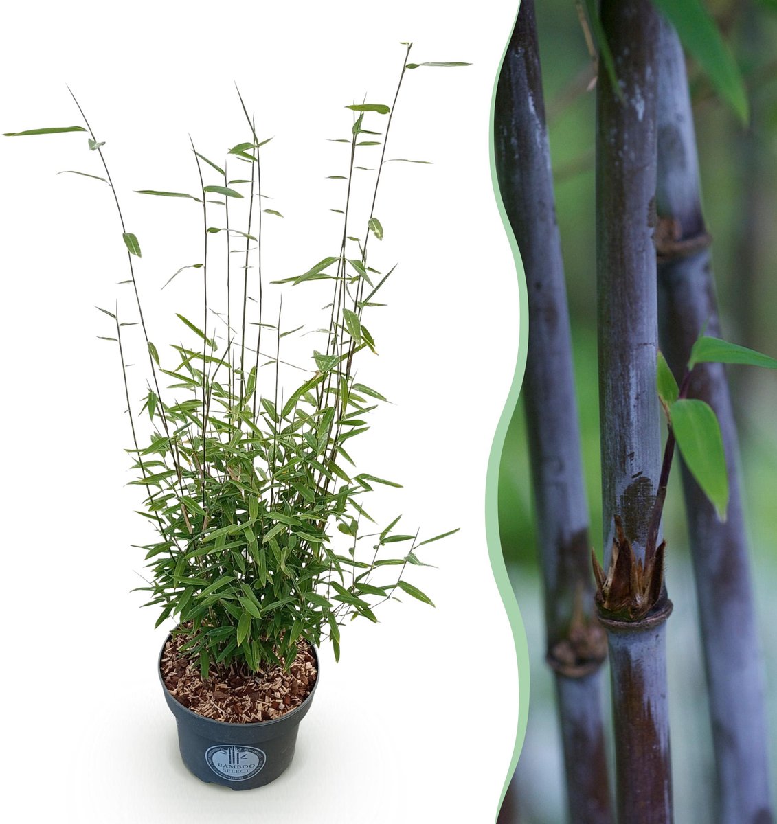 Plantenboetiek.nl | Fargesia nitida Black Dragon - Niet Woekerende Bamboe - Bladhoudend - Groen - Ø23cm - 70-80cm hoog - Tuinplant