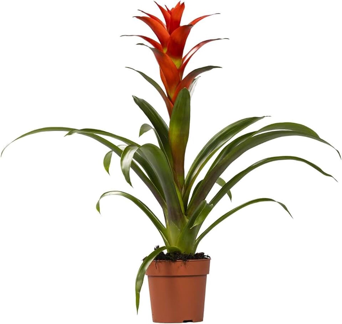 Ostara - 35-45cm - Ø12cm - Kamerplant - Bloeiende kamerplant
