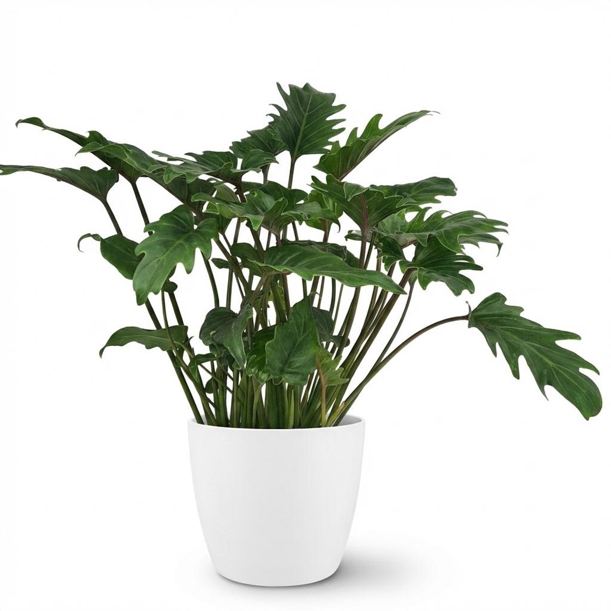 Plantenboetiek.nl | Philodendron - Philodendron Xanadu - Groen - Weinig onderhoud - met Potter Wit - Ø19cm - 50-60cm hoog - Kamerplant - Groenblijvend