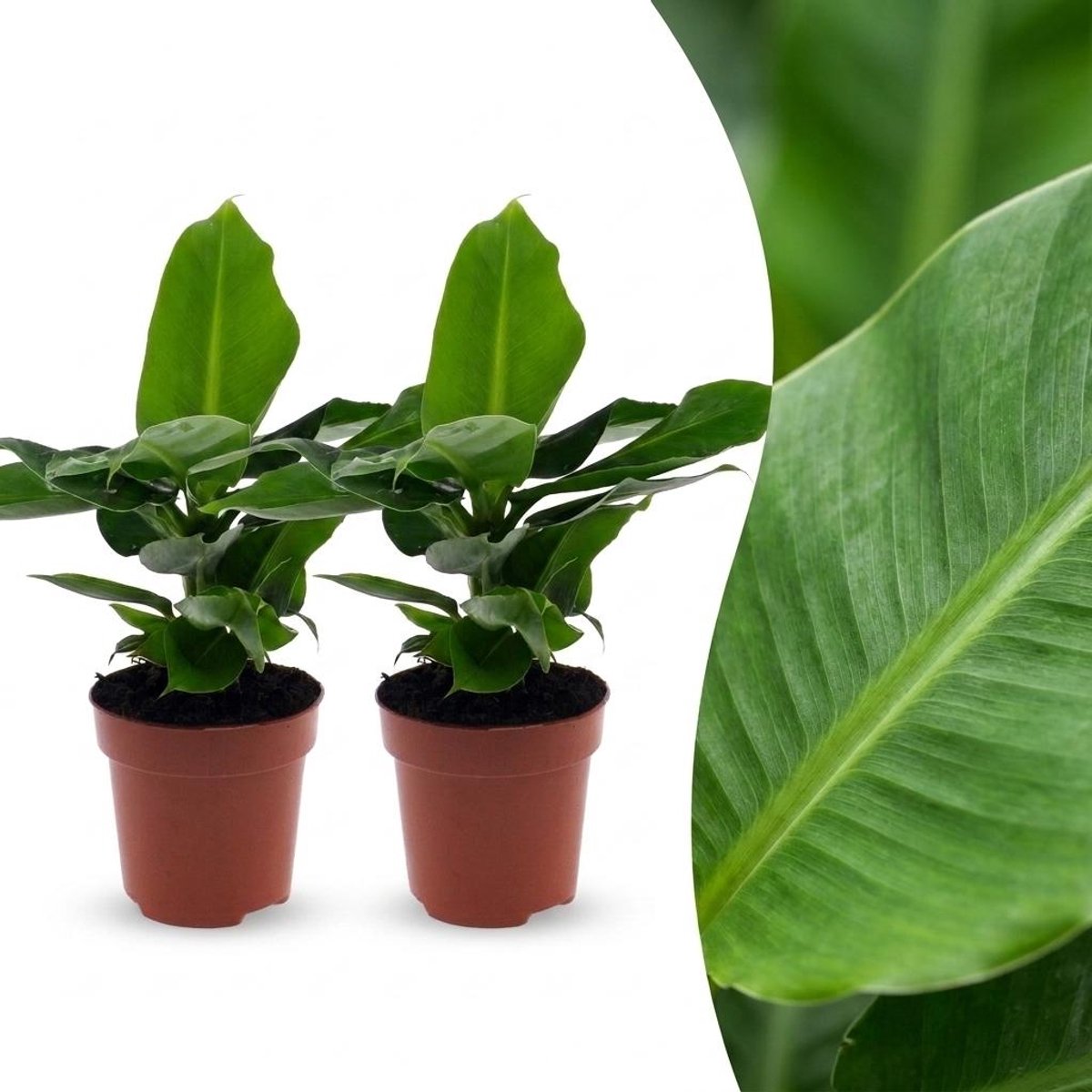 Plantenboetiek.nl | Musa Oriental Dwarf - Dwergbanaan - 2 Planten - Ø12cm - 30cm hoog