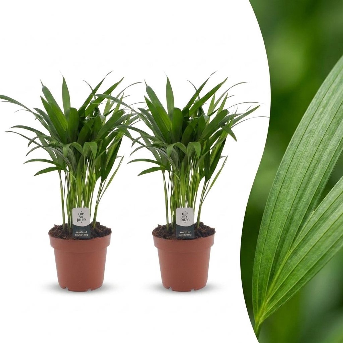 Plantenboetiek.nl | Areca Lutescens - Goudpalm - 2 Planten - Ø12cm - 35-45cm hoog