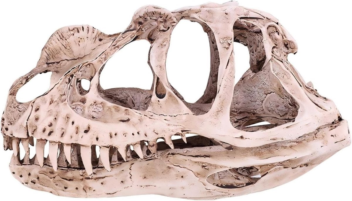 Dinosaurusschedel Model van Hars - Simulatie Skelet voor Thuisdecoratie, Onderwijs en Halloween Feestdecoratie
