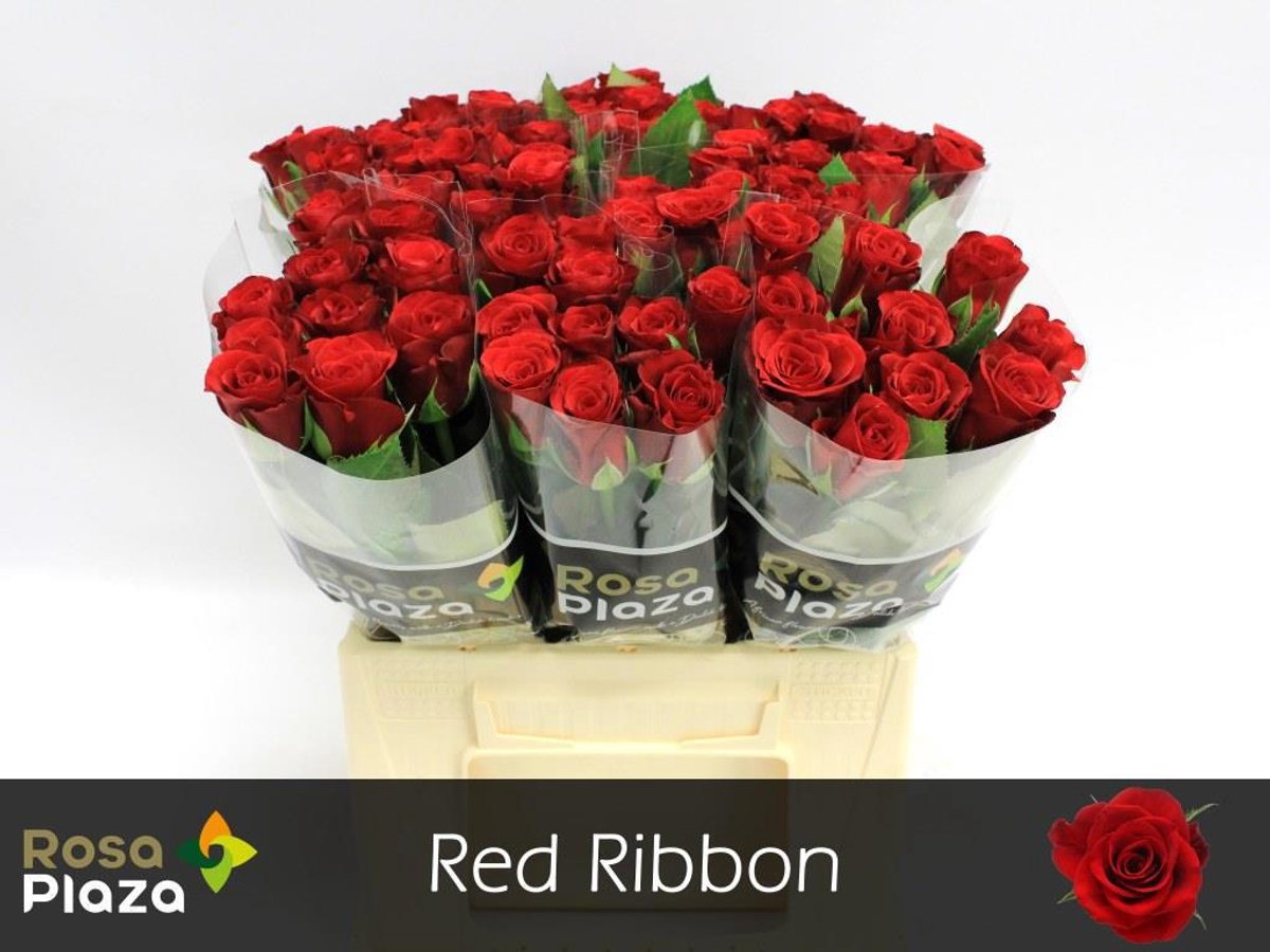 10x Rosa red ribbon 40cm