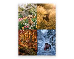 Teckel (Dachshund) Verjaardagskalender - A4 wandkalender